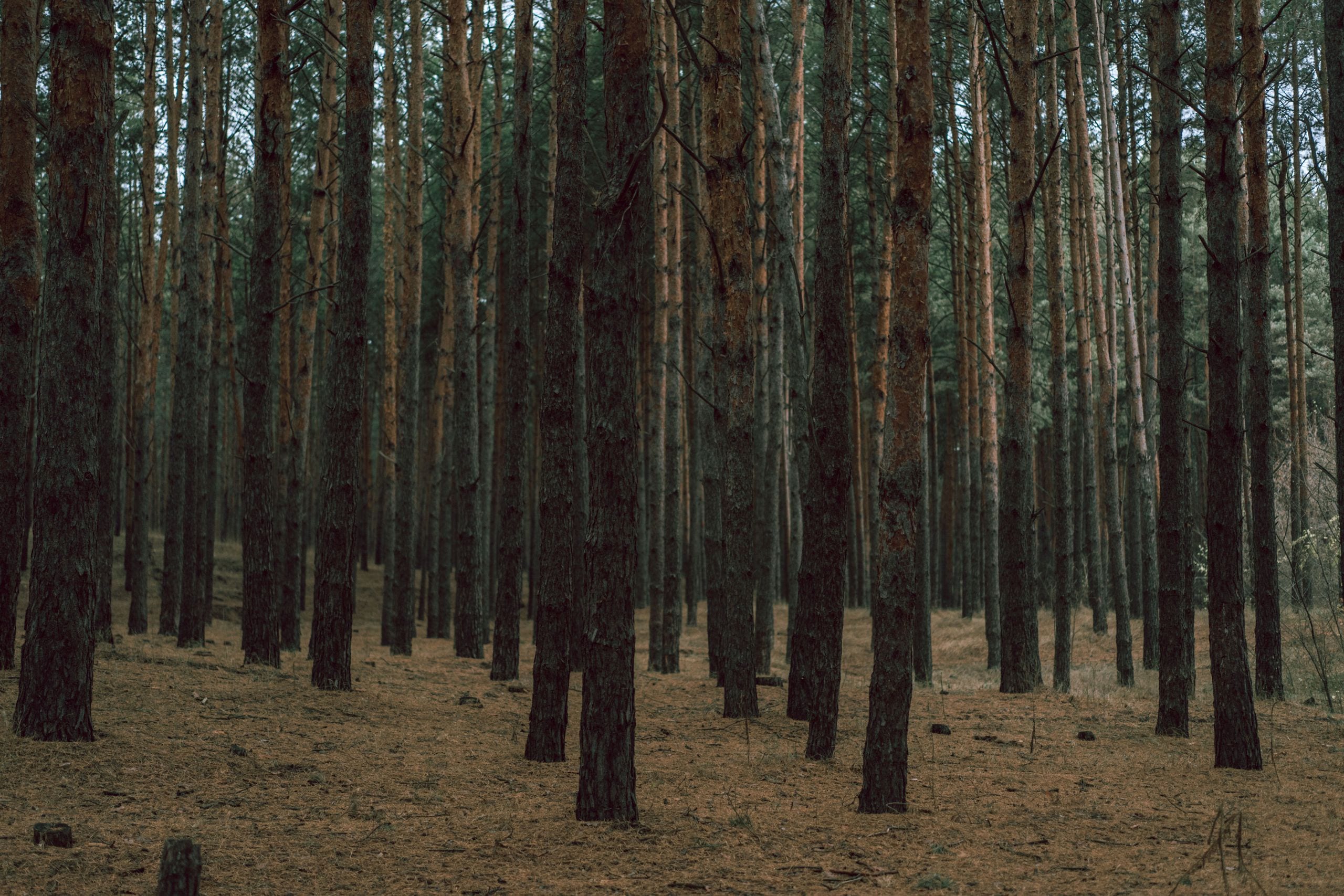 A tranquil pine forest with tall, dense tree trunks offering a serene